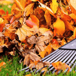 Fall Cleanup (1)