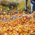 Fall Cleanup (5)