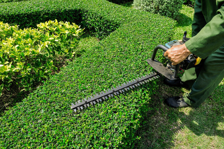 Hedge trimming (5)