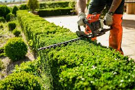 Hedge trimming (7)