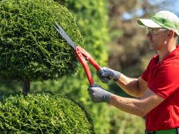 Hedge trimming (8)