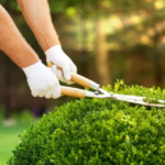 Landscaping maintenence (1)