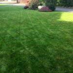Lawn maintenence (5)