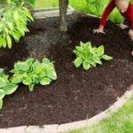 Mulch installation (1)