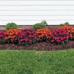 Mulch installation (2)