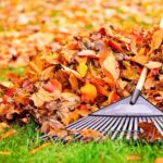Yard Cleanup (1)