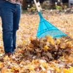 Yard Cleanup (2)