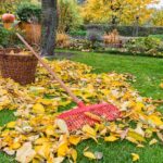 Yard Cleanup (3)