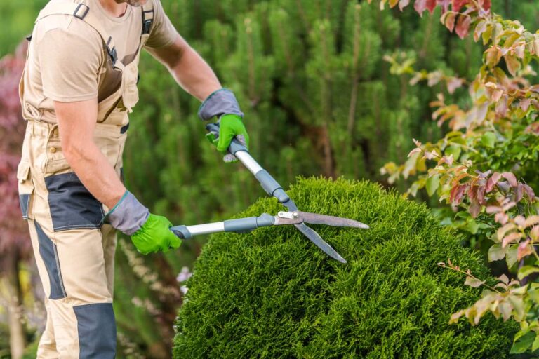 hedge trimming (1)