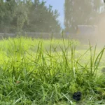lawn mowing (1)