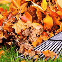 Fall Cleanup (1)