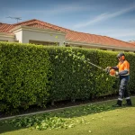 Hedge trimming (1)
