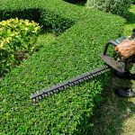 Hedge trimming (5)