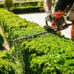 Hedge trimming (7)