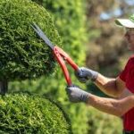 Hedge trimming (8)
