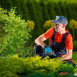 Creative Garden Designer. Professional Gardener Thinking About His Garden Design. Men At Work.