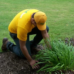 Mulch installation (1)