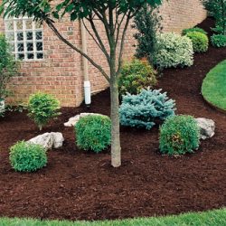 Mulch installation (7)