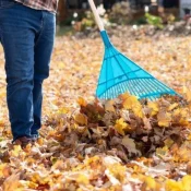 Yard Cleanup (2)