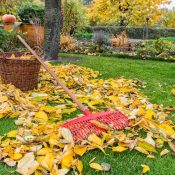 Yard Cleanup (3)