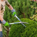 hedge trimming (1)